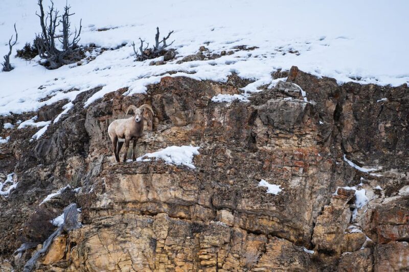 Yellowstone National Park: 3 Day Wildlife Photography Tour - Transport and Comfort  