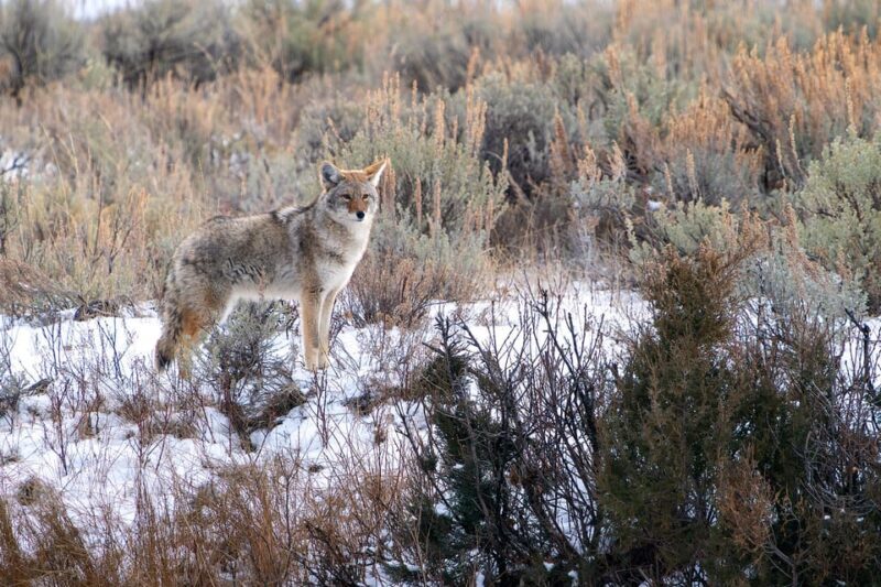 Yellowstone National Park: 3 Day Wildlife Photography Tour - The Sum Up  
