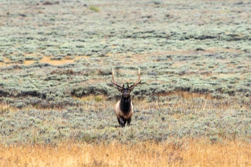 Yellowstone National Park: 3 Day Wildlife Photography Tour - FAQ  