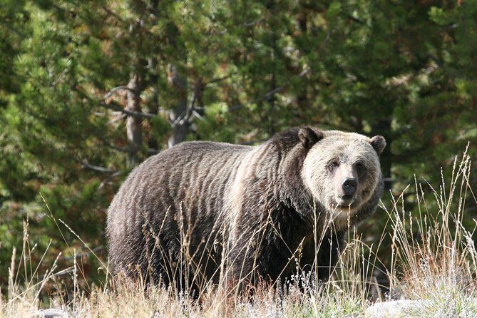 Yellowstone National Park - Full-Day Lower Loop Tour from West Yellowstone - Practical Tips for Making the Most of This Tour