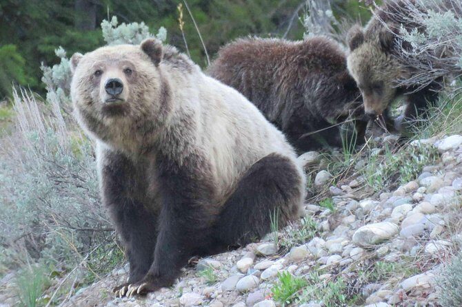 Yellowstone National Park - Full-Day Lower Loop Tour from West Yellowstone - The Sum Up: Who Is This Tour Best For?
