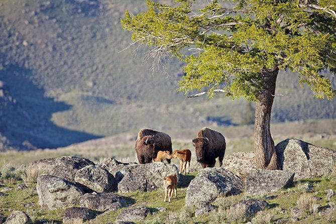 yellowstone-national-park-group-tour-2