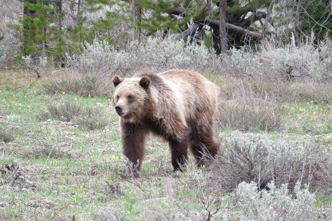 yellowstone-national-park-private-full-day-lower-loop-tour-from-jackson-hole-2