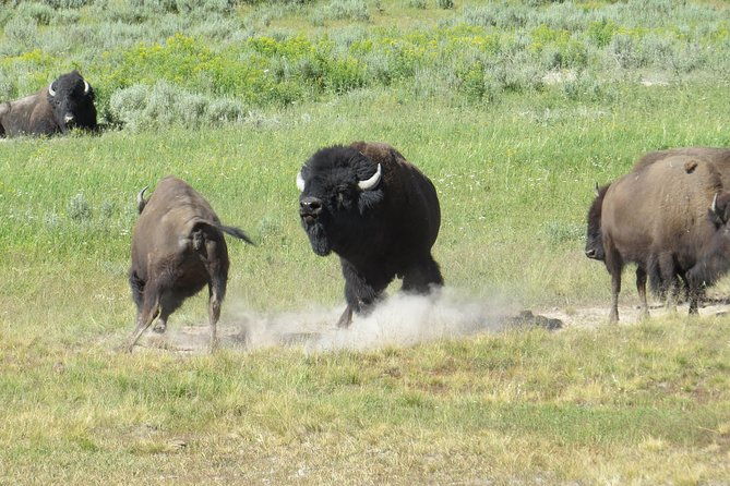yellowstone-national-park-private-full-day-lower-loop-tour-from-jackson-hole-2
