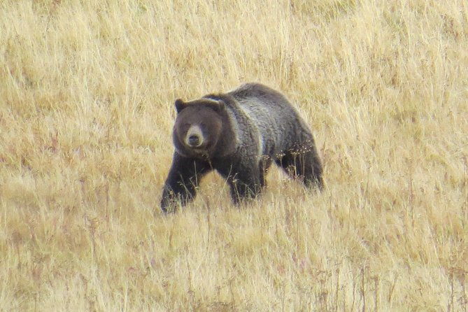 yellowstone-national-park-private-full-day-lower-loop-tour-from-jackson-hole-2
