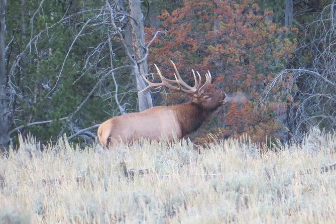 yellowstone-national-park-private-full-day-lower-loop-tour-from-jackson-hole