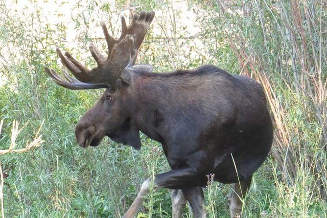 yellowstone-national-park-private-full-day-lower-loop-tour-from-jackson-hole
