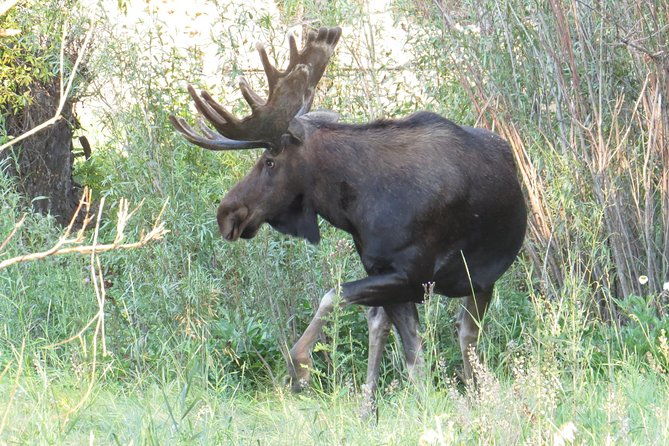 yellowstone-national-park-private-full-day-lower-loop-tour-from-w-yellowstone
