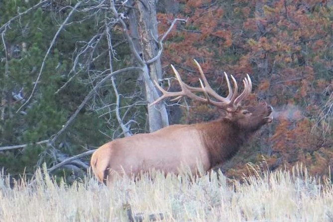 yellowstone-national-park-private-full-day-lower-loop-tour-from-w-yellowstone
