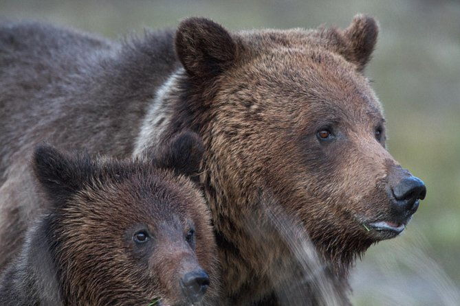yellowstone-national-park-private-tour-2