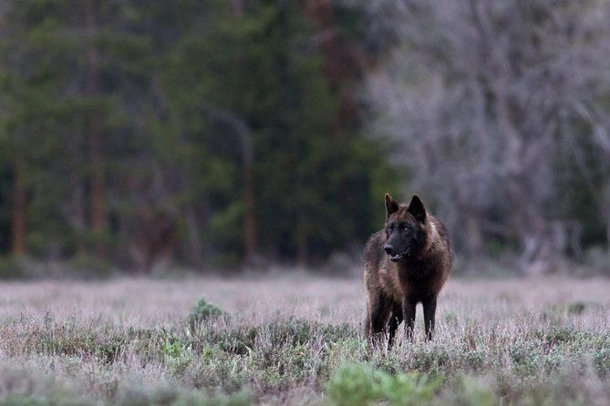 yellowstone-national-park-private-tour-2
