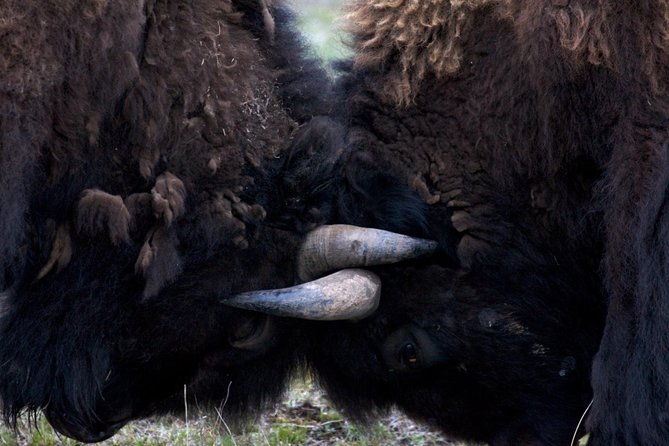 yellowstone-national-park-private-tour-2