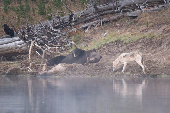 yellowstone-national-park-private-wildlife-tour