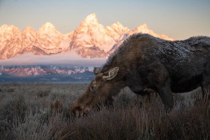 yellowstone-national-park-private-wildlife-tour