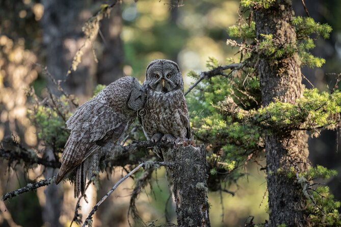 yellowstone-national-park-private-wildlife-tour