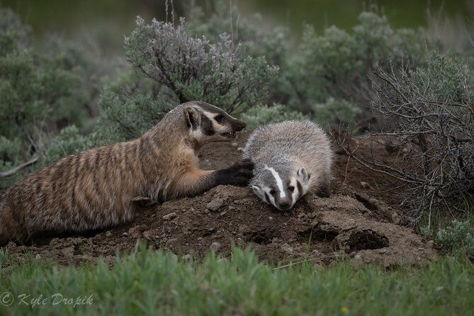 yellowstone-national-park-private-wildlife-tour