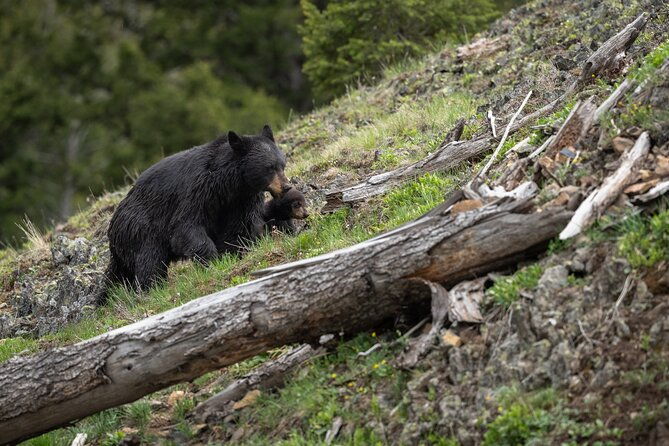 yellowstone-national-park-private-wildlife-tour