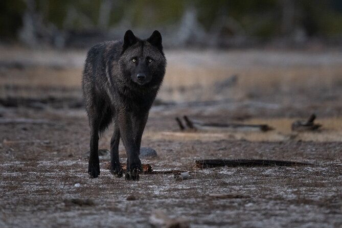 yellowstone-national-park-private-wildlife-tour