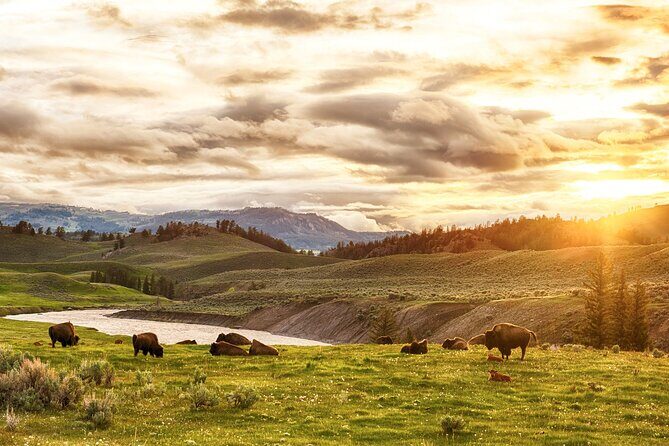 Yellowstone National Park Tour from Jackson Hole - An In-Depth Look at the Yellowstone Tour Experience