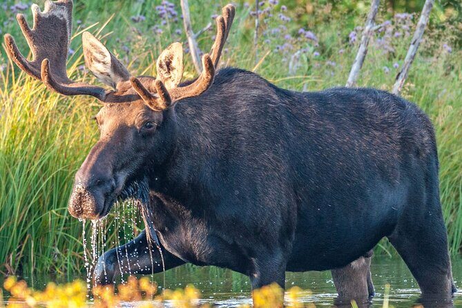 Yellowstone National Park Tour from Jackson Hole - Frequently Asked Questions