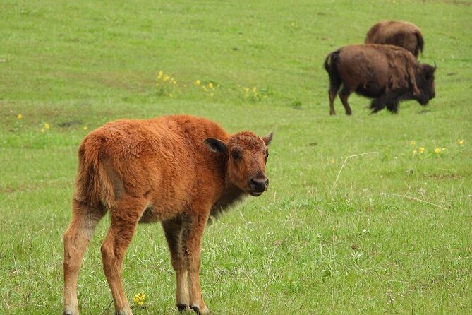 yellowstone-private-full-day-tour-2
