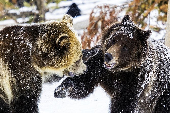 yellowstone-private-lower-loop-adventure-with-lunch