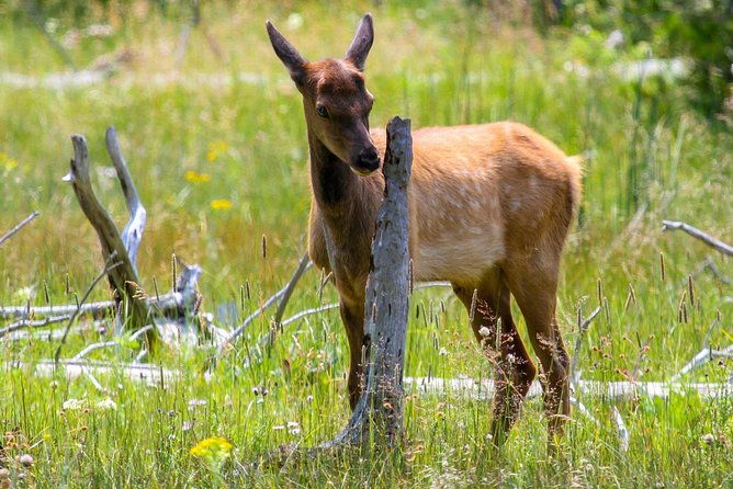 yellowstone-private-upper-loop-tour-with-lunch