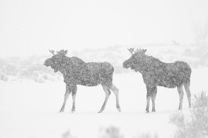 yellowstone-snowshoe-adventure-private-tour-from-jackson-hole-2