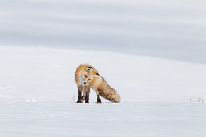 yellowstone-snowshoe-adventure-private-tour-from-jackson-hole
