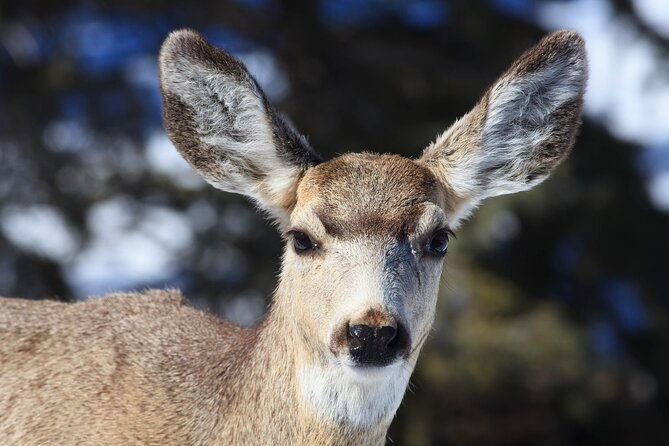 yellowstone-snowshoe-safari-from-bozeman-private-tour-2
