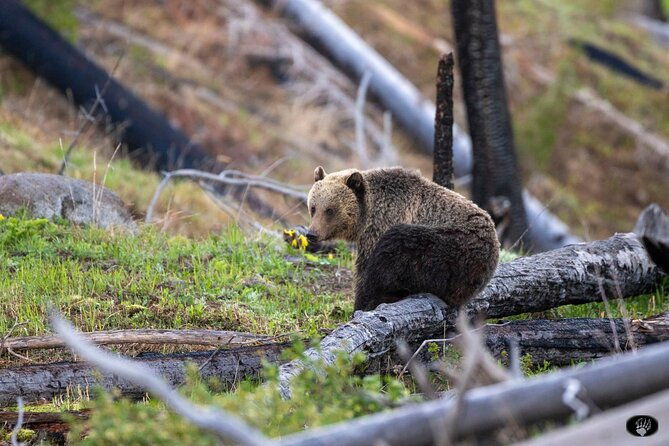 yellowstone-wildlife-and-photo-tours-upper-loop-tour-from-cody
