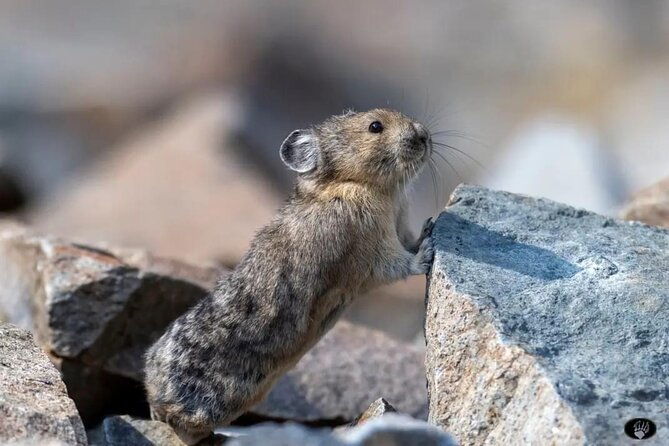 yellowstone-wildlife-and-photo-tours-upper-loop-tour-from-cody