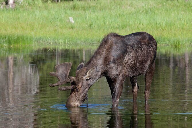 Yellowstone Wildlife Safari from Bozeman - Private Tour - A Full Breakdown of the Experience