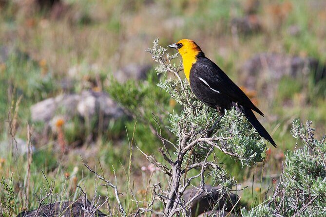 Yellowstone Wildlife Safari from Bozeman - Private Tour - Who Should Consider This Tour?