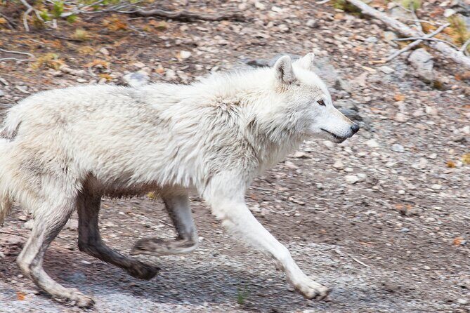 Yellowstone Wildlife Safari from Bozeman - Private Tour - The Sum Up