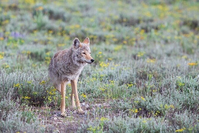 yellowstone-wildlife-safari-in-lamar-valley-from-bozeman-2