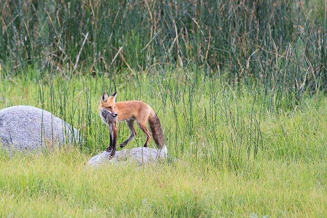 yellowstone-wildlife-safari-in-lamar-valley-from-bozeman-2