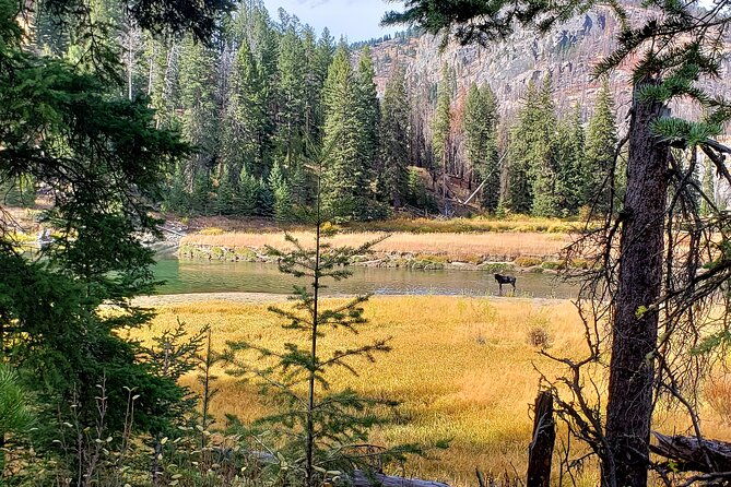yellowstone-wildlife-tour