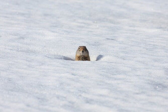 yellowstone-winter-wildlife-safari-from-bozeman