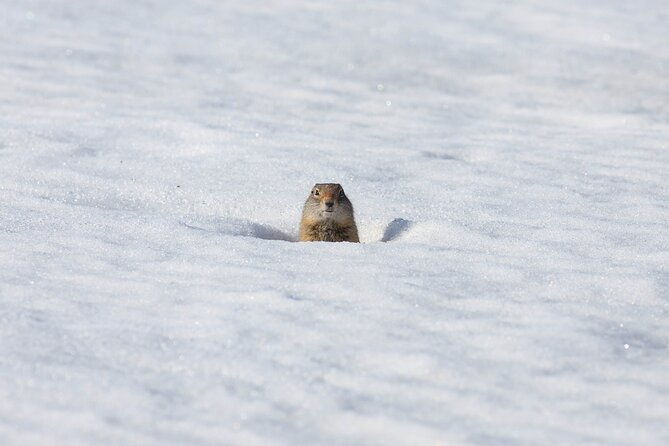 yellowstone-winter-wildlife-safari-from-bozeman-private-tour