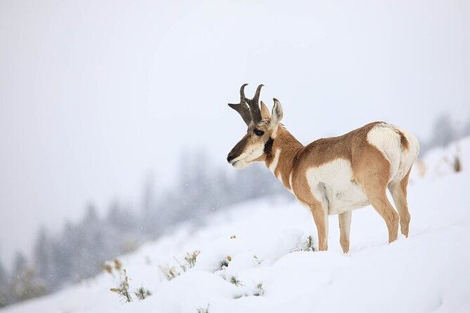 yellowstone-winter-wildlife-safari-from-gardiner