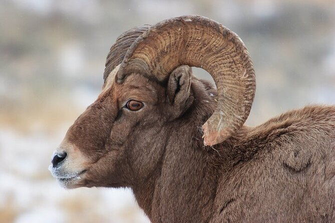 yellowstone-winter-wildlife-safari-from-gardiner