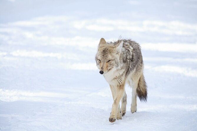 yellowstone-winter-wildlife-safari-from-gardiner