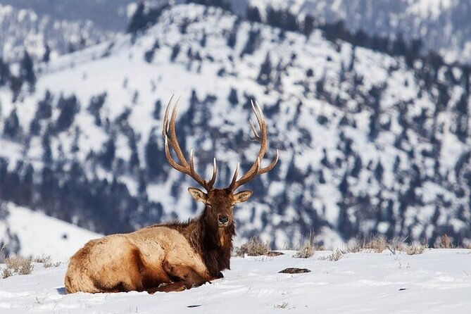 yellowstone-winter-wildlife-safari-from-gardiner