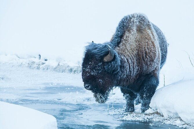yellowstone-winter-wildlife-safari-from-gardiner