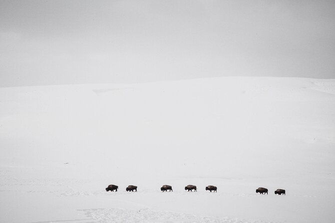 yellowstone-winter-wildlife-safari-from-paradise-valley