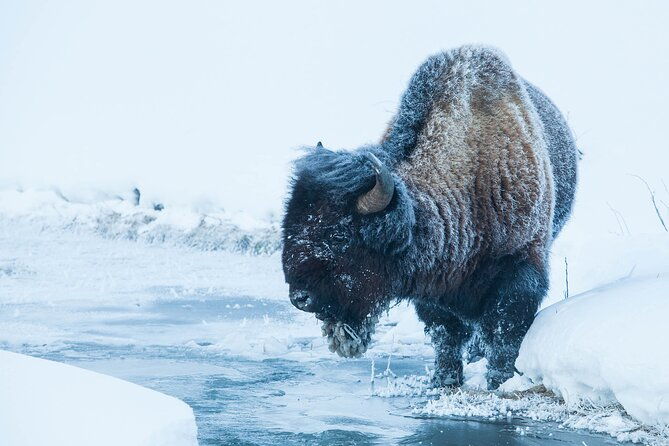 yellowstone-winter-wildlife-safari-from-paradise-valley
