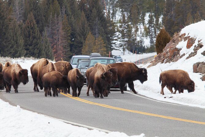 yellowstone-winter-wildlife-safari-from-paradise-valley