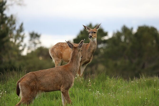 yoga-forest-bathing-day-retreat