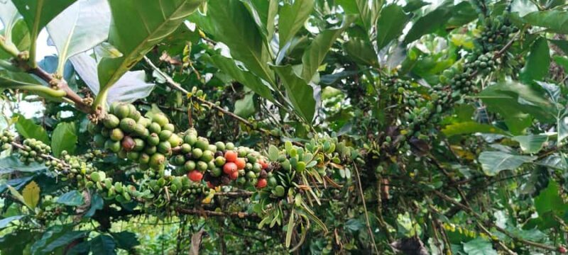 Yogyakarta : 4D3N Bromo, Kalibaru Plantation, Ijen, Bali - Key Points